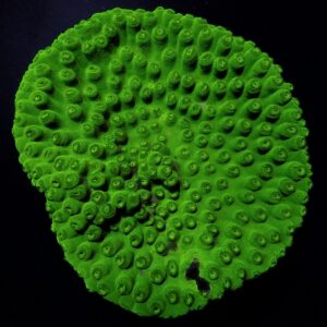 Turbinaria peltata S