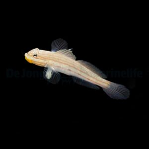 Valenciennea muralis