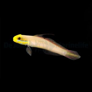 Valenciennea strigata S