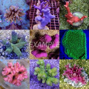 Coral pack – Mix SPS (Premium) (Medium) (5 pcs)