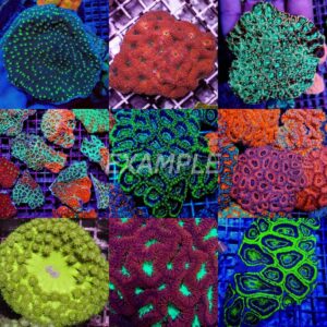 Coral pack - Mix LPS (Premium) (Medium) (5 pcs)