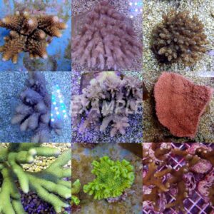 Coral pack - Mix SPS (Common) (Medium) (20 pcs)
