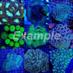 Coral pack – Mix LPS (Common) (Medium) (5 pcs)
