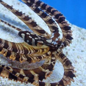 Wunderpus photogenicus
