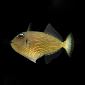 Xanthichthys auromarginatus (female) M