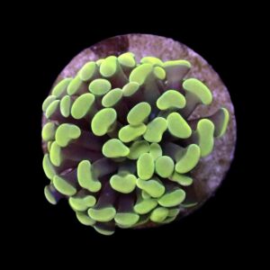 Euphyllia paraancora (Yellow-Gold) (1 hd.)