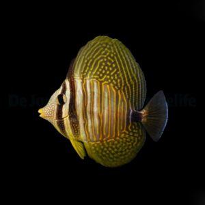 Zebrasoma desjardinii M