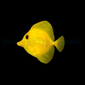 Zebrasoma flavescens – T.B.