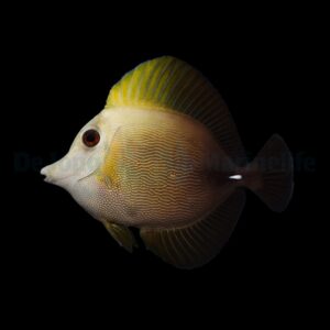 Zebrasoma scopas M