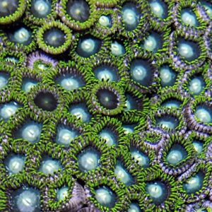 Zoanthus spp. (Green) XL