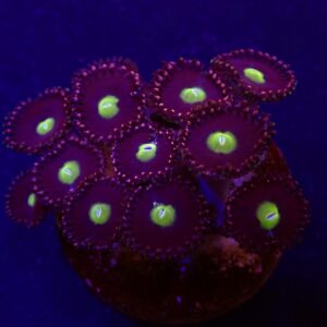 Zoanthus spp. (Grade A) (frag)