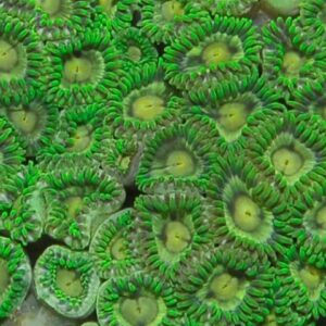 Zoanthus spp. (Green) S