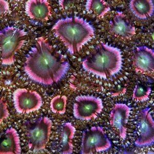 Zoanthus spp. (Pink) S