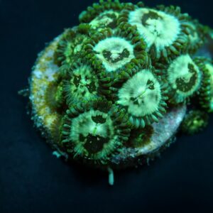 Zoanthus spp. (Premium) (frag)