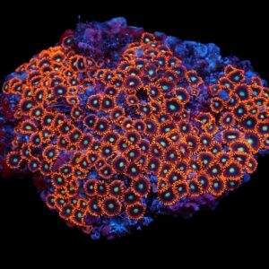 Zoanthus spp. (Red-Orange) M