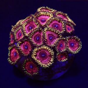 Zoanthus spp. (Ultra) (frag)