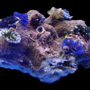 Spirobranchus spp. (+Rock) (Australia) XL