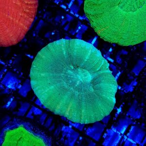 Scolymia australis (Green) L