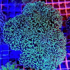 Euphyllia divisa (Green) XL
