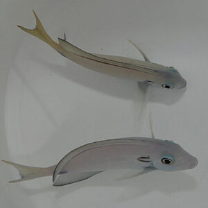 Acanthurus tennentii L