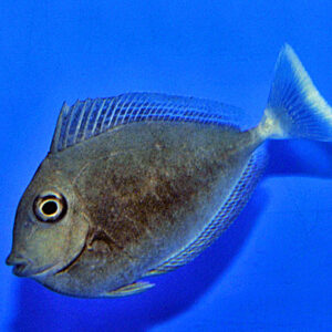Naso brevirostris M