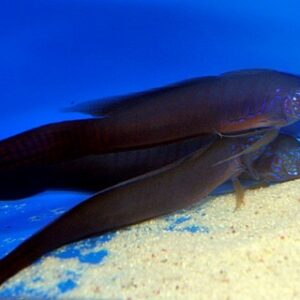 Oxymetopon cyanoctenosum