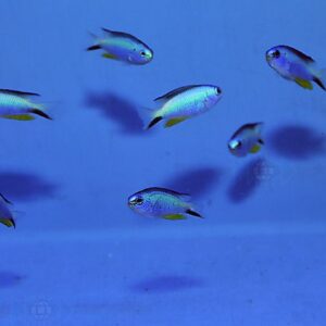Pomacentrus alleni