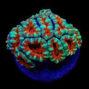 Acanthastrea lordhowensis (Premium) (frag)