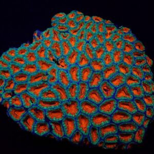 Micromussa spp. (Premium) S