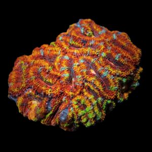 Micromussa spp. (Ultra) S