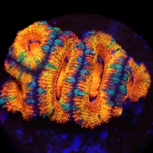 Micromussa spp. (Ultra) (frag)