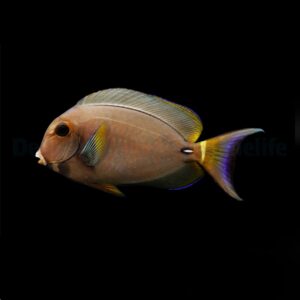 Acanthurus leucocheilus M