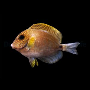 Acanthurus maculiceps L