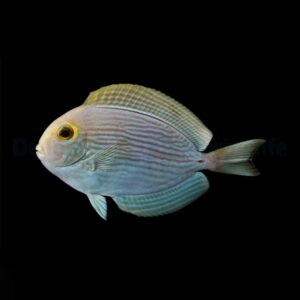 Acanthurus mata M