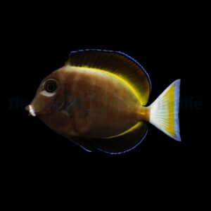 Acanthurus nigricans L