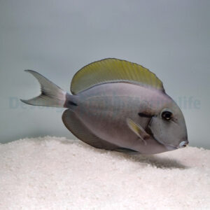 Acanthurus nigricauda L