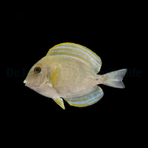 Acanthurus xanthopterus L