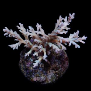 Acropora echinata XXL