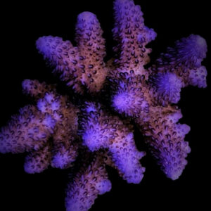 Acropora gemmifera XXL