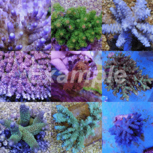 Coral pack - Acropora (Premium) (Medium) (10 pcs)