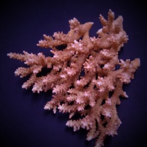 Acropora microclados XL