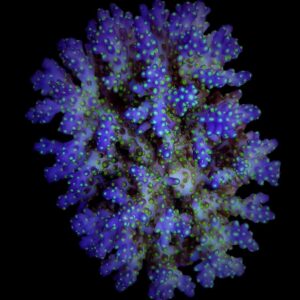 Acropora nana S