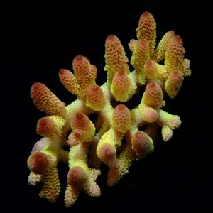 Acropora spp. (Coral Sea) (Ultra) (Special Selected) XL