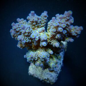 Acropora tenuis (Blueish) XXL