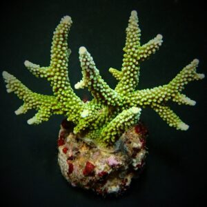 Acropora yongei M