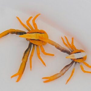 Allogalathea elegans (Premium color)