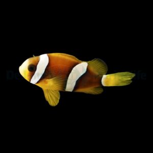 Amphiprion clarkii - DJM Bred