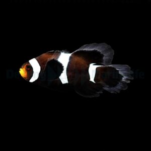 Amphiprion ocellaris (Longfin Darwin) – DJM Bred