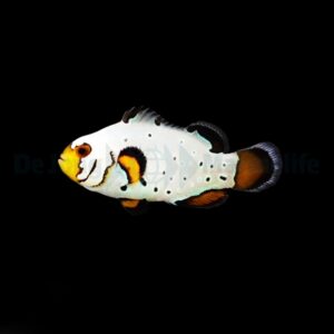 Amphiprion ocellaris (Frostbite) – DJM Bred