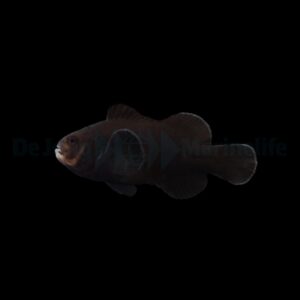 Amphiprion ocellaris (Midnight) – DJM Bred